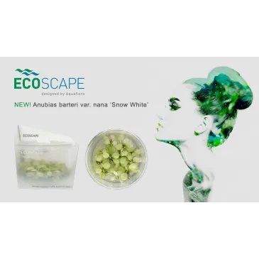 Anubias barteri nana sp snow white in vitro