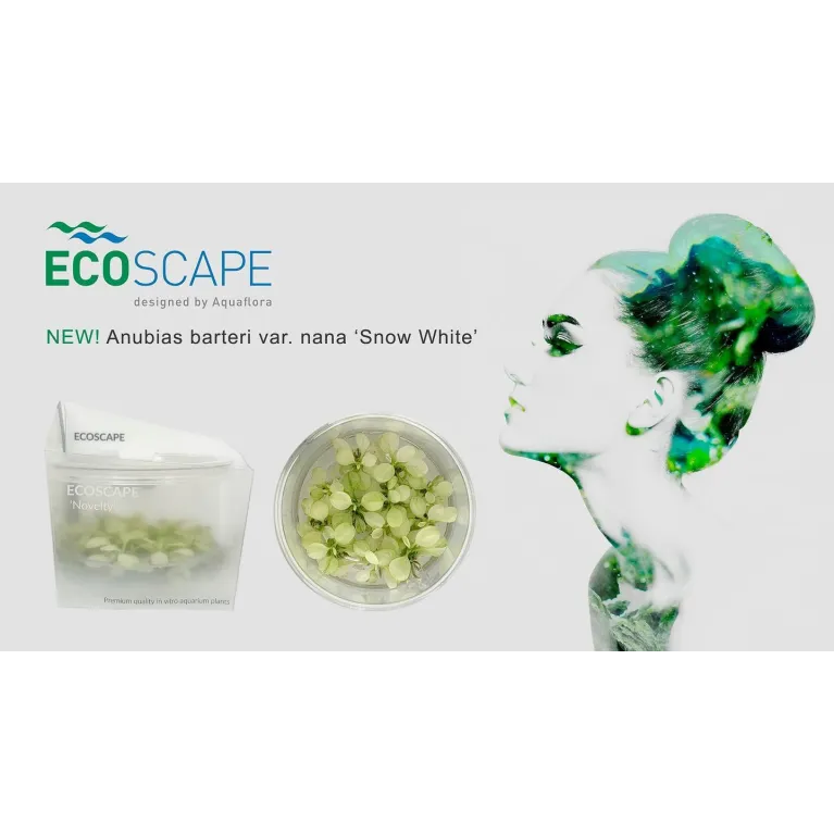Anubias barteri nana sp snow white in vitro