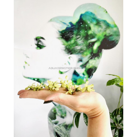 Anubias nana 'Petite' in vitro aquadesigner aquascaping aquarium