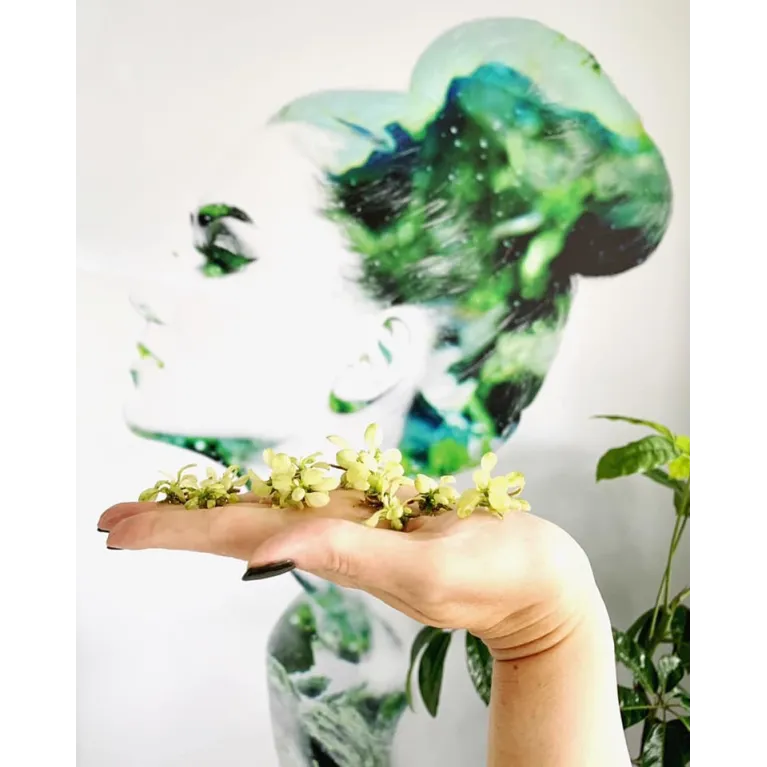 Anubias nana 'Petite' in vitro aquadesigner aquascaping aquarium