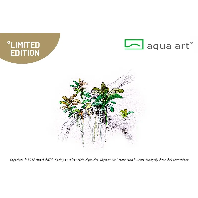 Bucephalandra  sp red