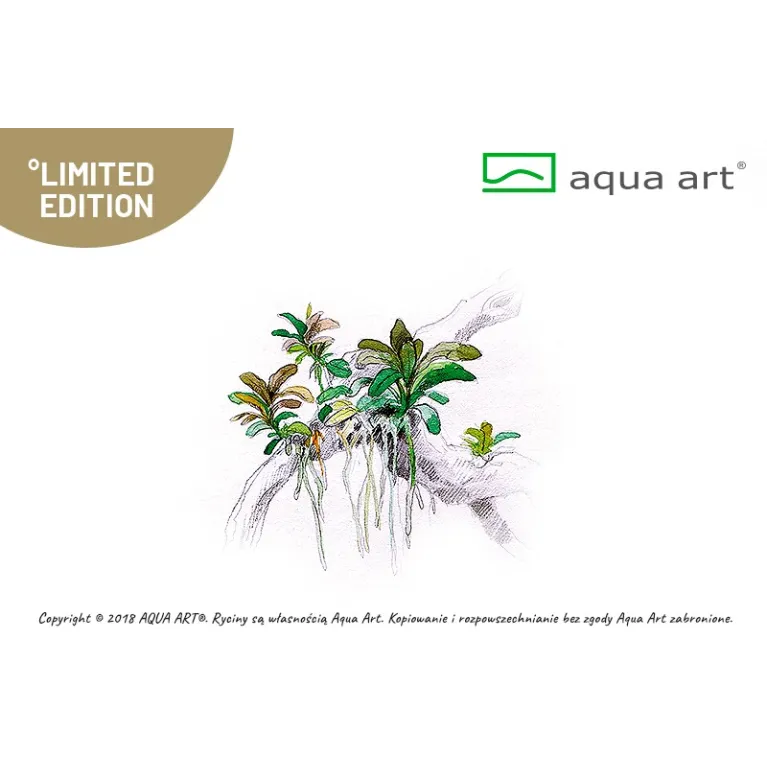 Bucephalandra  sp red