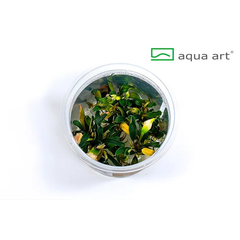 Bucephalandra  sp red