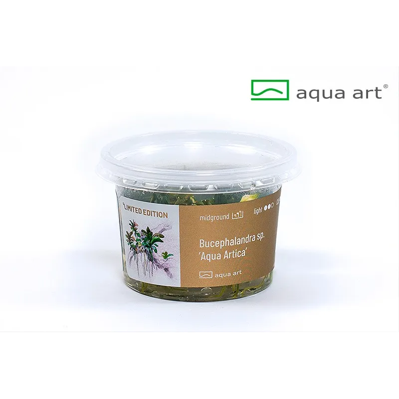 Bucephalandra  sp red