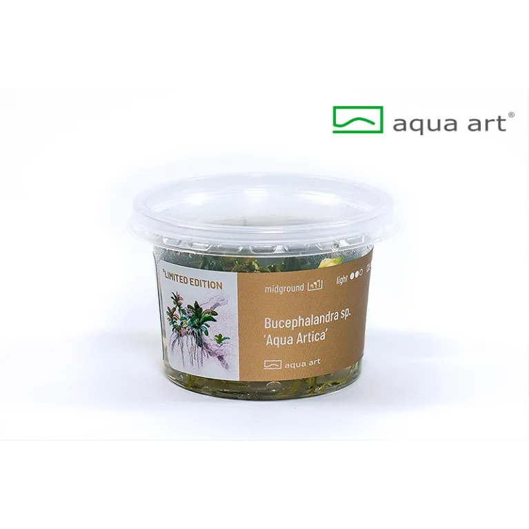 Bucephalandra  sp red