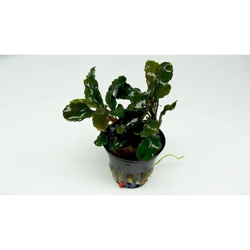 Bucephalandra Green Wavy