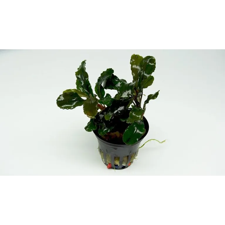 Bucephalandra Green Wavy