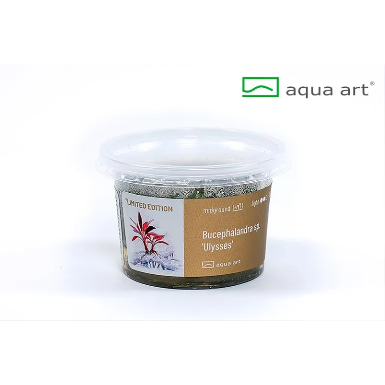 Bucephalandra  sp red