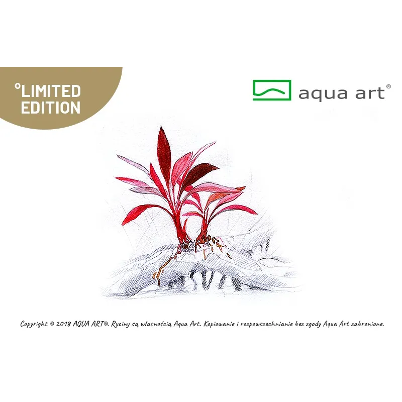 bucephalandra sp ulisses in vitro plante aquarium