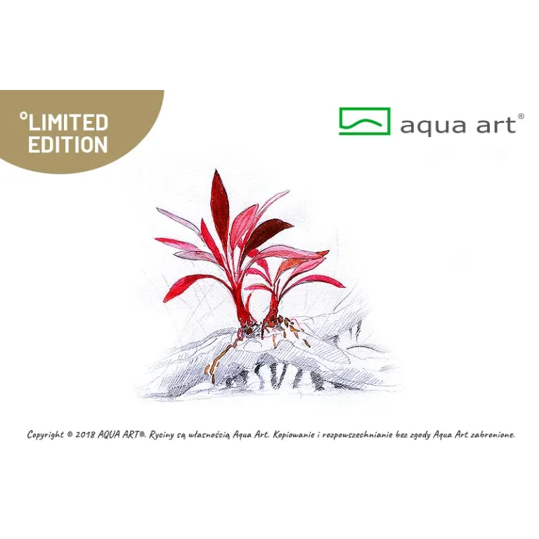 bucephalandra sp ulisses in vitro plante aquarium