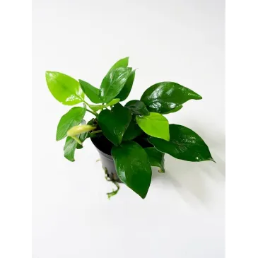 Anubias barteri var. nana "Golden" in vitro