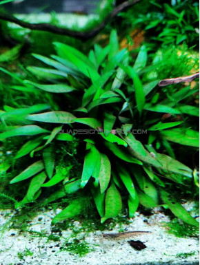 Cryptocoryne Pygmaea in vitro