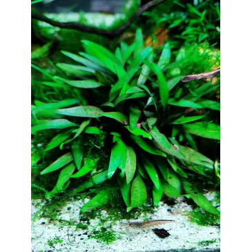 Cryptocoryne Pygmaea in vitro
