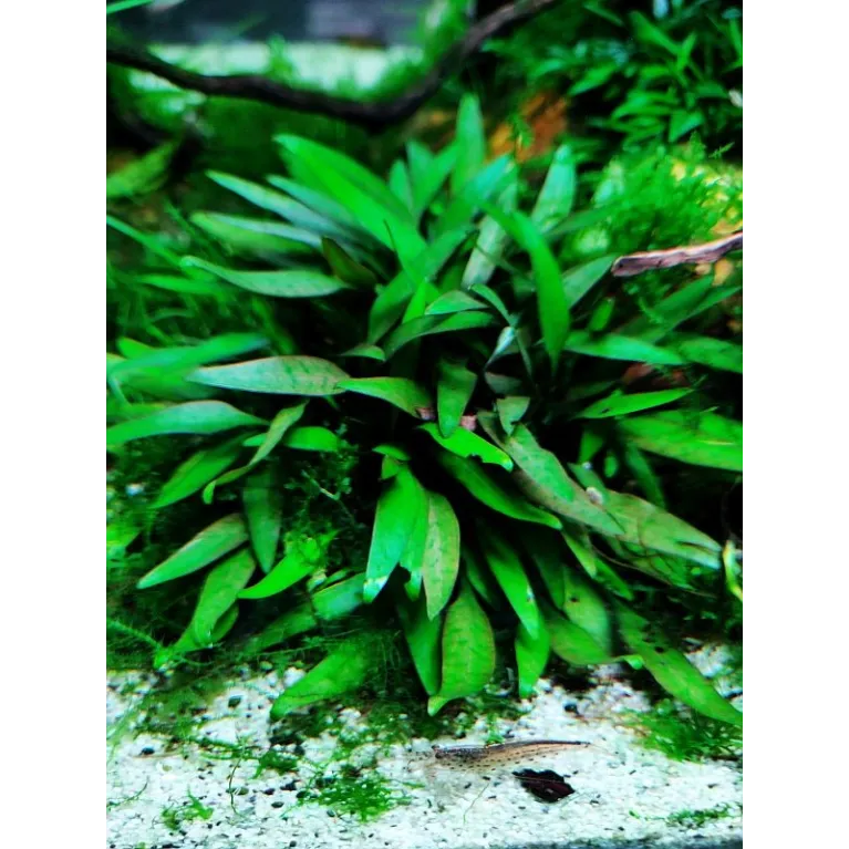 Cryptocoryne Pygmaea in vitro