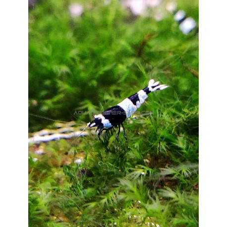 Panda Taiwan Bee caridina cantonensis logemanni shadow shrimp