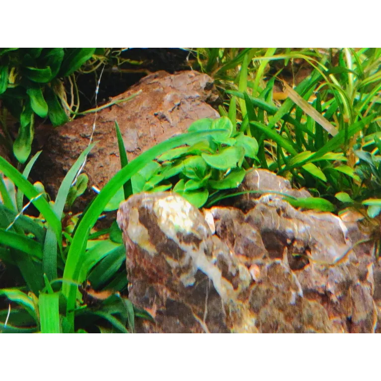 Anubias mini Coin  plante d'aquarium aquadesigner tropica aquascaping