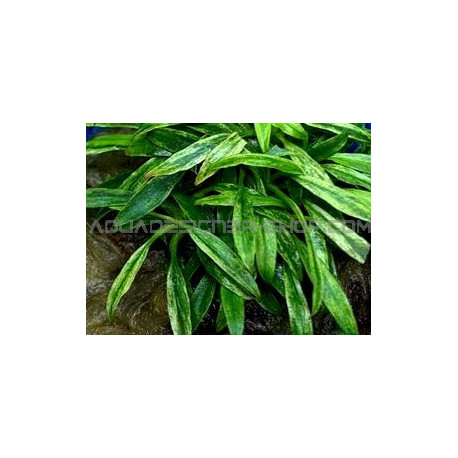 Anubias glabra variegata in vitro