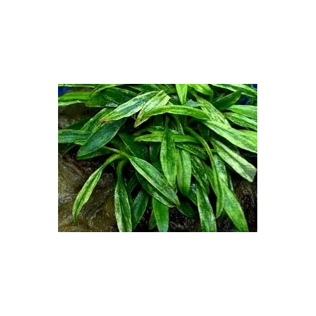 Anubias glabra variegata in vitro