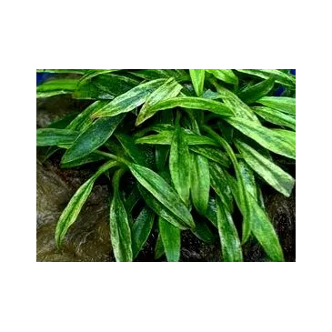 Anubias glabra variegata in vitro