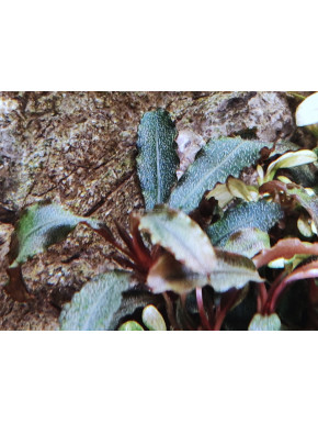 Bucephalandra blue green "in vitro"