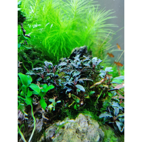 bucephalandra kedagang