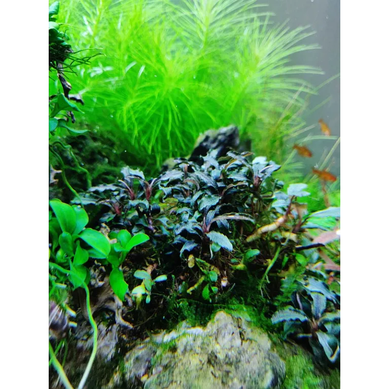 bucephalandra kedagang