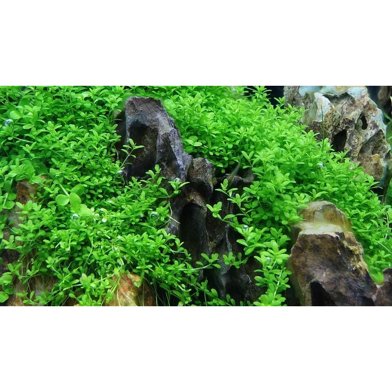 Hemianthus callitrichoides 'Cuba'  in vitro