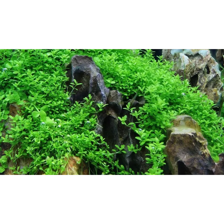 Hemianthus callitrichoides 'Cuba'  in vitro