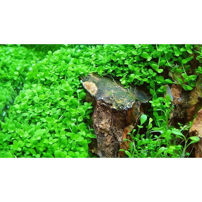 Micranthemum 'Monte Carlo'  in vitro