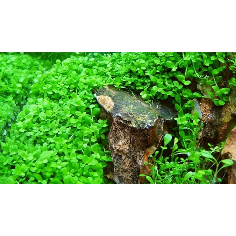 Micranthemum 'Monte Carlo'  in vitro