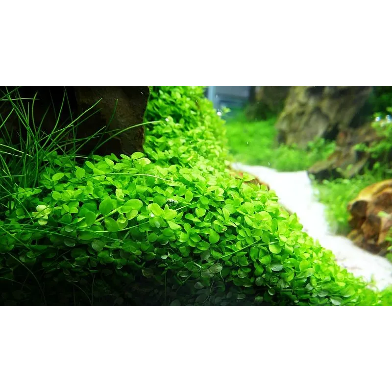 Micranthemum 'Monte Carlo'  in vitro