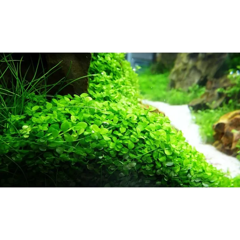 Micranthemum 'Monte Carlo'  in vitro