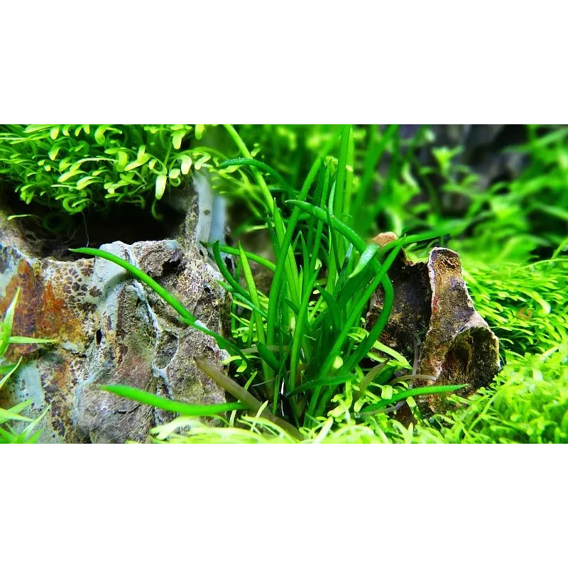 Littorella uniflora  in vitro