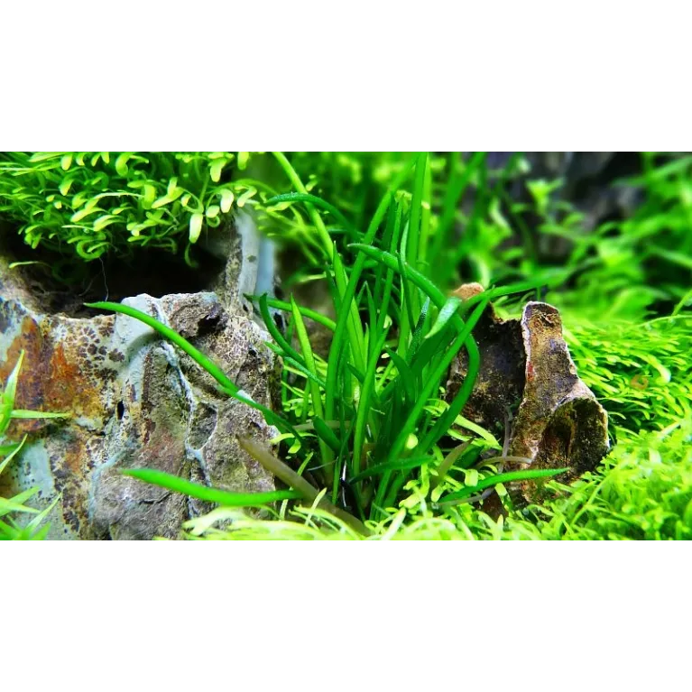 Littorella uniflora  in vitro