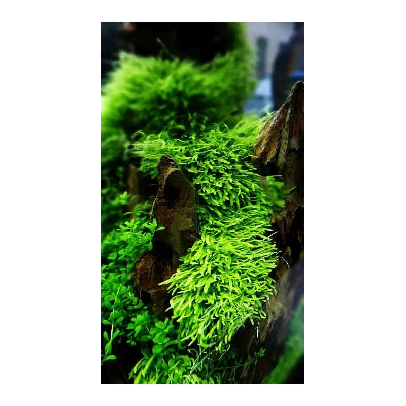 Utricularia graminifolia  in vitro