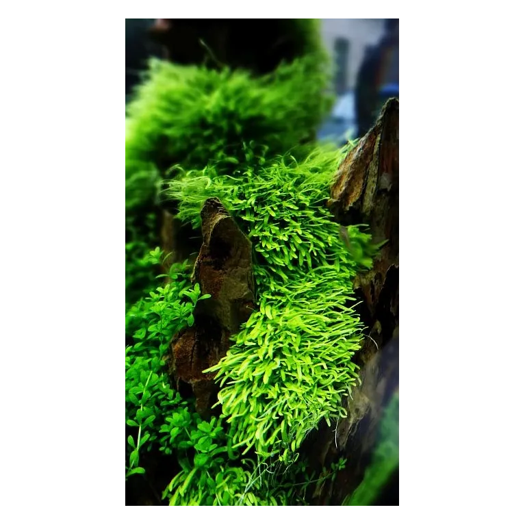 Utricularia graminifolia  in vitro