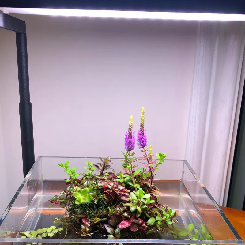 Chihiros CII RGB rampe led