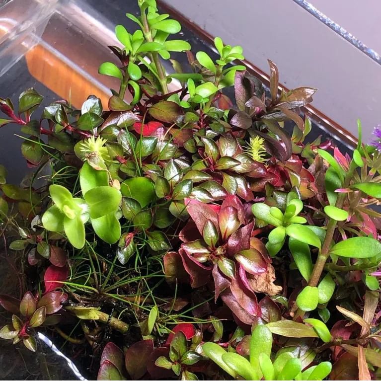 Rampe led Chihiros A201 rgb , 20cm : éclairage led aquarium design