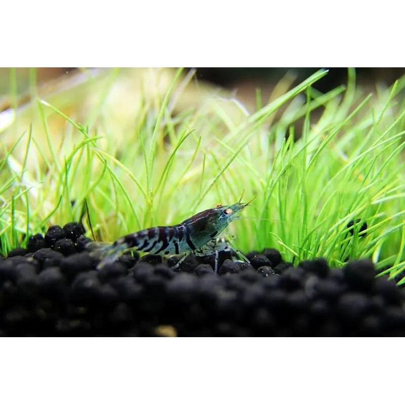 Tiger blue orange eye caridina cantonensis logemanni