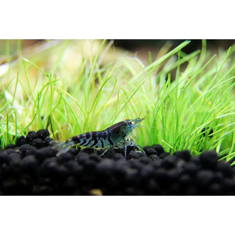 Tiger blue orange eye caridina cantonensis logemanni