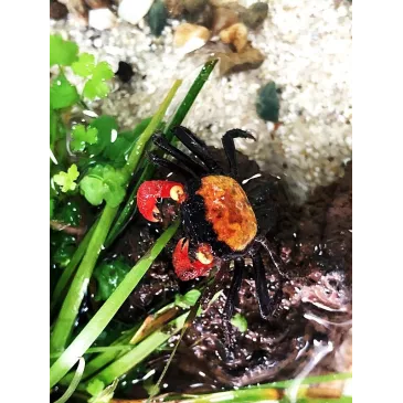 Geosesarma Red Devil crabe vampire