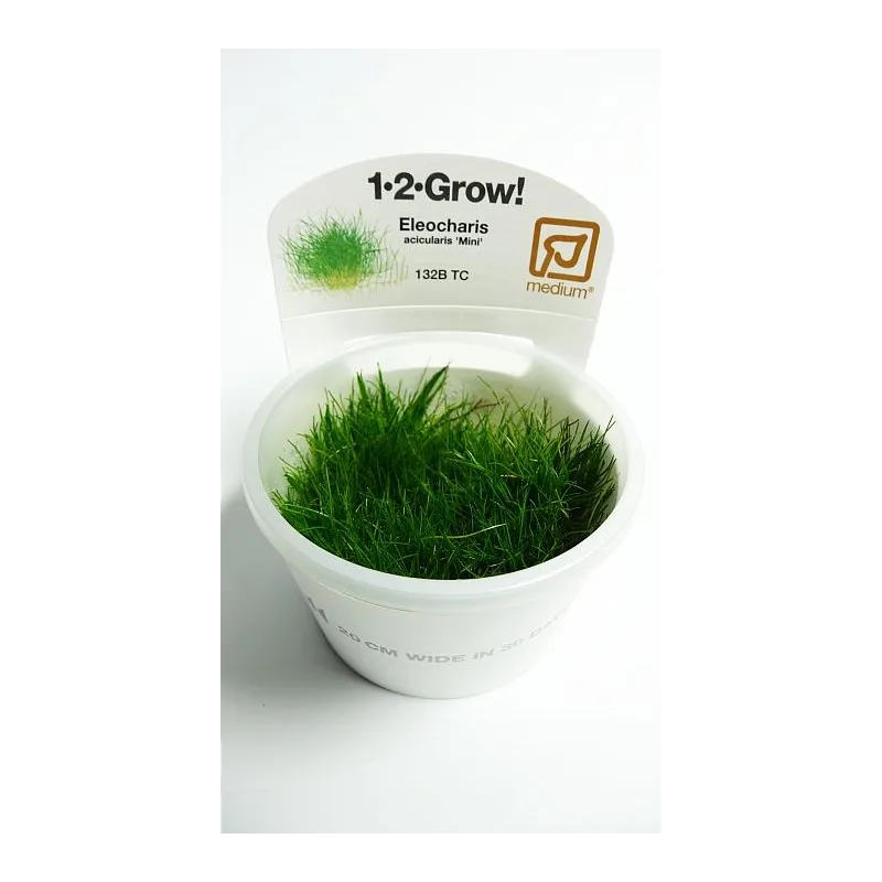 Eleocharis acicularis 'Mini'  in vitro