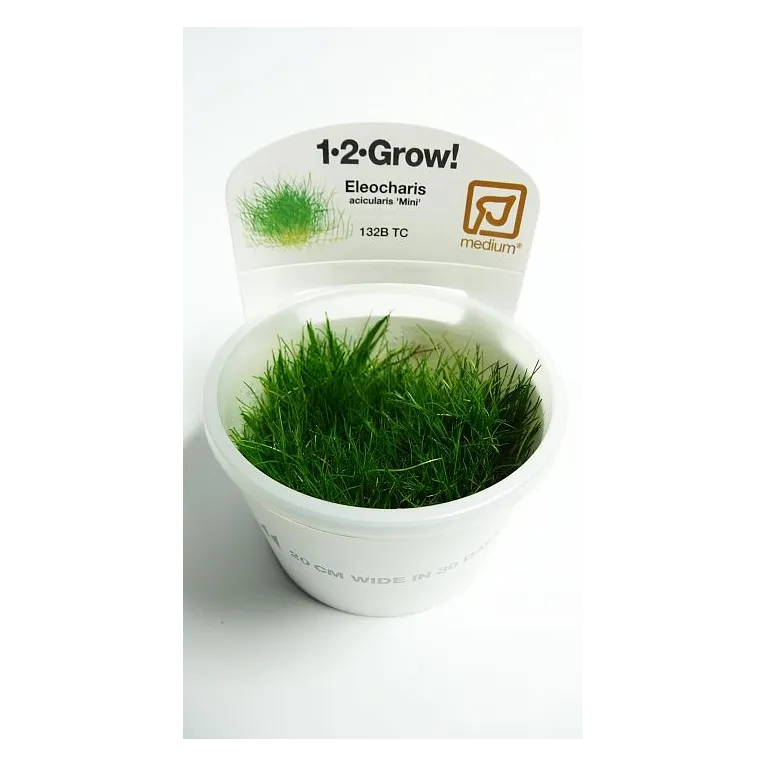 Eleocharis acicularis 'Mini'  in vitro