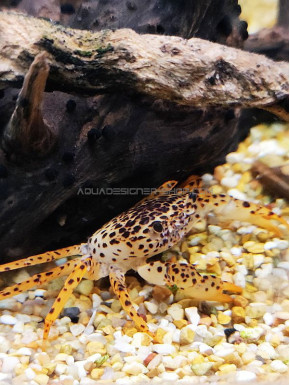 Parathelphusa Pantherina : crabe Panther