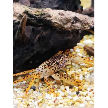 Parathelphusa Pantherina : crabe Panther