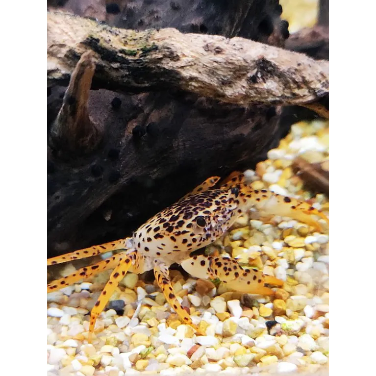 Parathelphusa Pantherina : crabe Panther