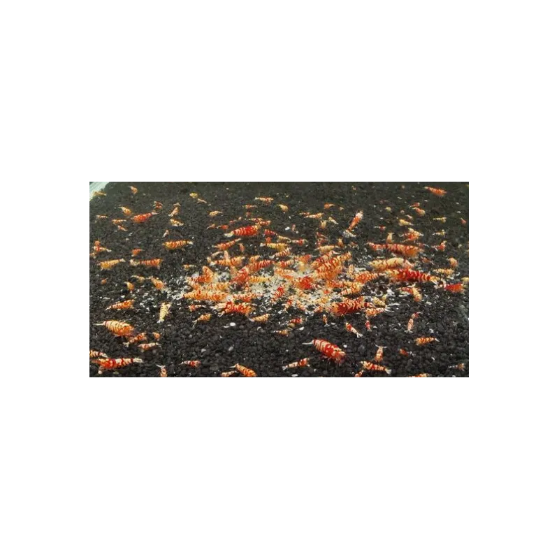 Fancy Tiger red grade A caridina cantonensis logemanni  