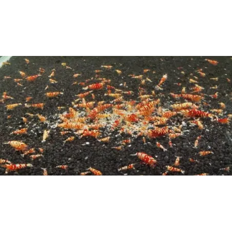 Fancy Tiger red grade A caridina cantonensis logemanni  