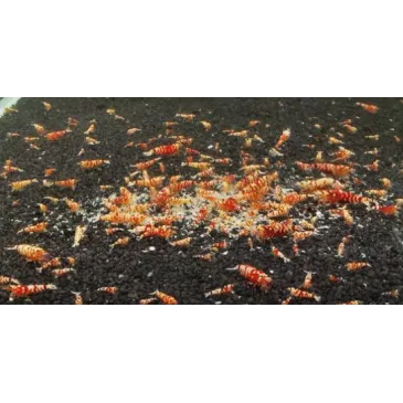 Fancy Tiger red grade A caridina cantonensis logemanni  