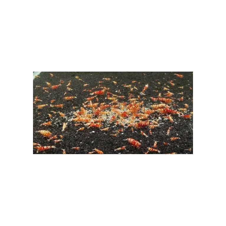 Fancy Tiger red grade A caridina cantonensis logemanni  